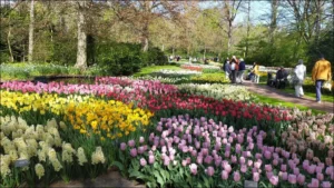 La production de tulipes en hollande