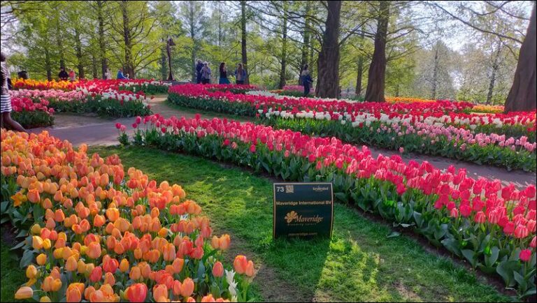 conférence tulipes hollande-12-2023