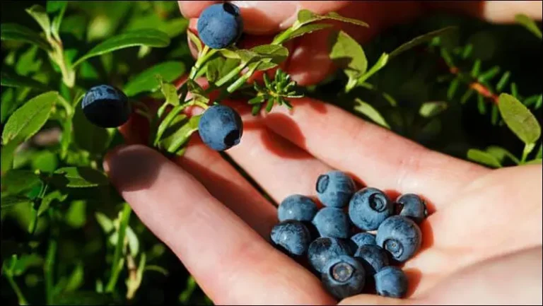 À la découverte des plantes et baies sauvages