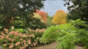 Visite d'un arboretum aux 2000 espèces d’arbres ou arbustes.