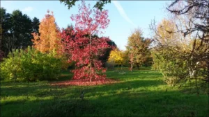 À la découverte de l’arboretum Adeline