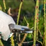 Atelier taille des rosiers