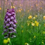 À la découverte des orchidées sauvages