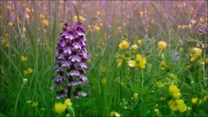 À la découverte des orchidées sauvages horticulture À la découverte des orchidées sauvages