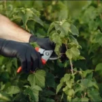 Taille des arbustes en fonction de leur port