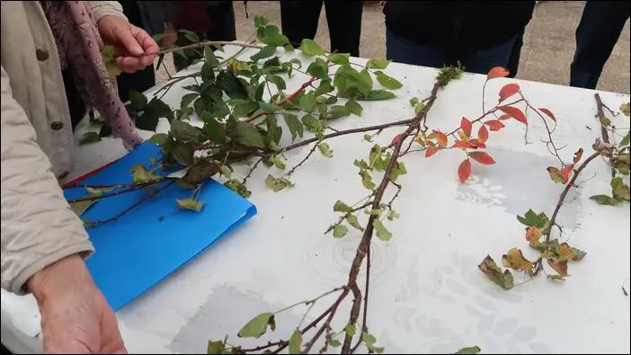 Reconnaissance des arbres fruitiers
