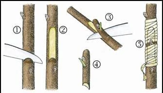 Greffage : écussonnage et chip budding Image de Greffage : écussonnage et chip budding