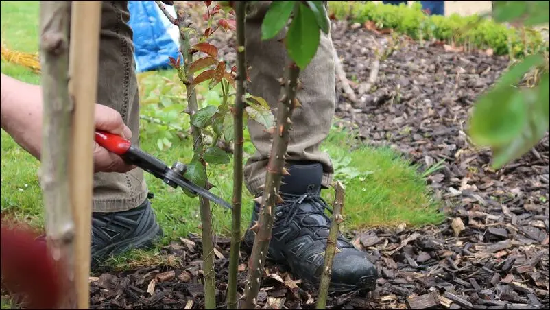 Taille des rosiers 2026 Taille des rosiers Taille des rosiers