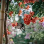 Réussir un jardin fleuri et attrayant toute l’année