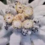 Conférence sur les fleurs de haute montagne.