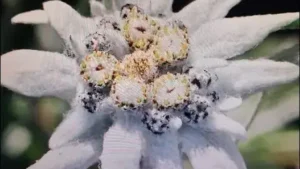 Découvrez les fleurs rares de la vallée du Giffre, survivantes des glaciations. Une plongée dans la beauté fragile de la haute montagne. Découvrez les fleurs rares de la vallée du Giffre, survivantes des glaciations. Une plongée dans la beauté fragile de la haute montagne.