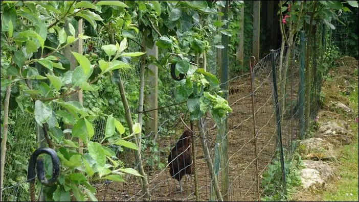 Visite d’un jardin remarquable à St. Martin d'Auxigny jardin remarquable,permaculture,autonomie jardin remarquable,permaculture,autonomie