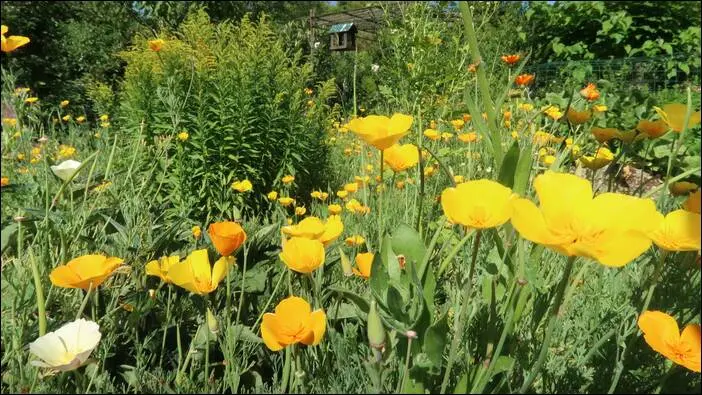 Visite d’un jardin remarquable à St. Martin d'Auxigny jardin remarquable,permaculture,autonomie jardin remarquable,permaculture,autonomie