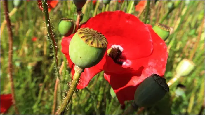 Visite d’un jardin remarquable à St. Martin d'Auxigny jardin remarquable,permaculture,autonomie jardin remarquable,permaculture,autonomie